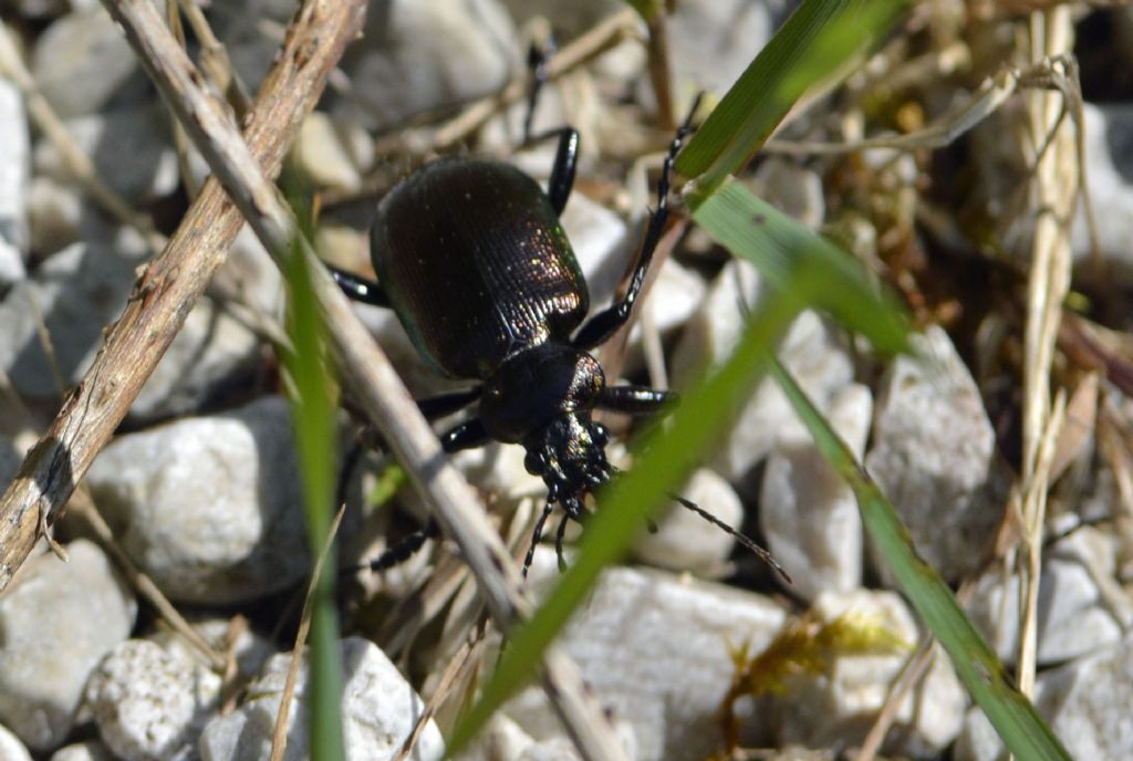 Carabidae:  Calosoma inquisitor